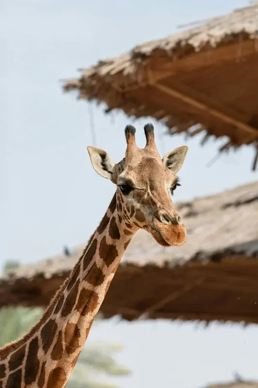 Dvůr Králové. Safari Park